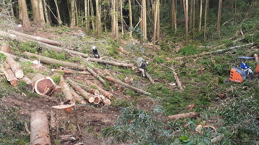 チェーンソーによる伐木作業と、伐り倒した杉の丸太